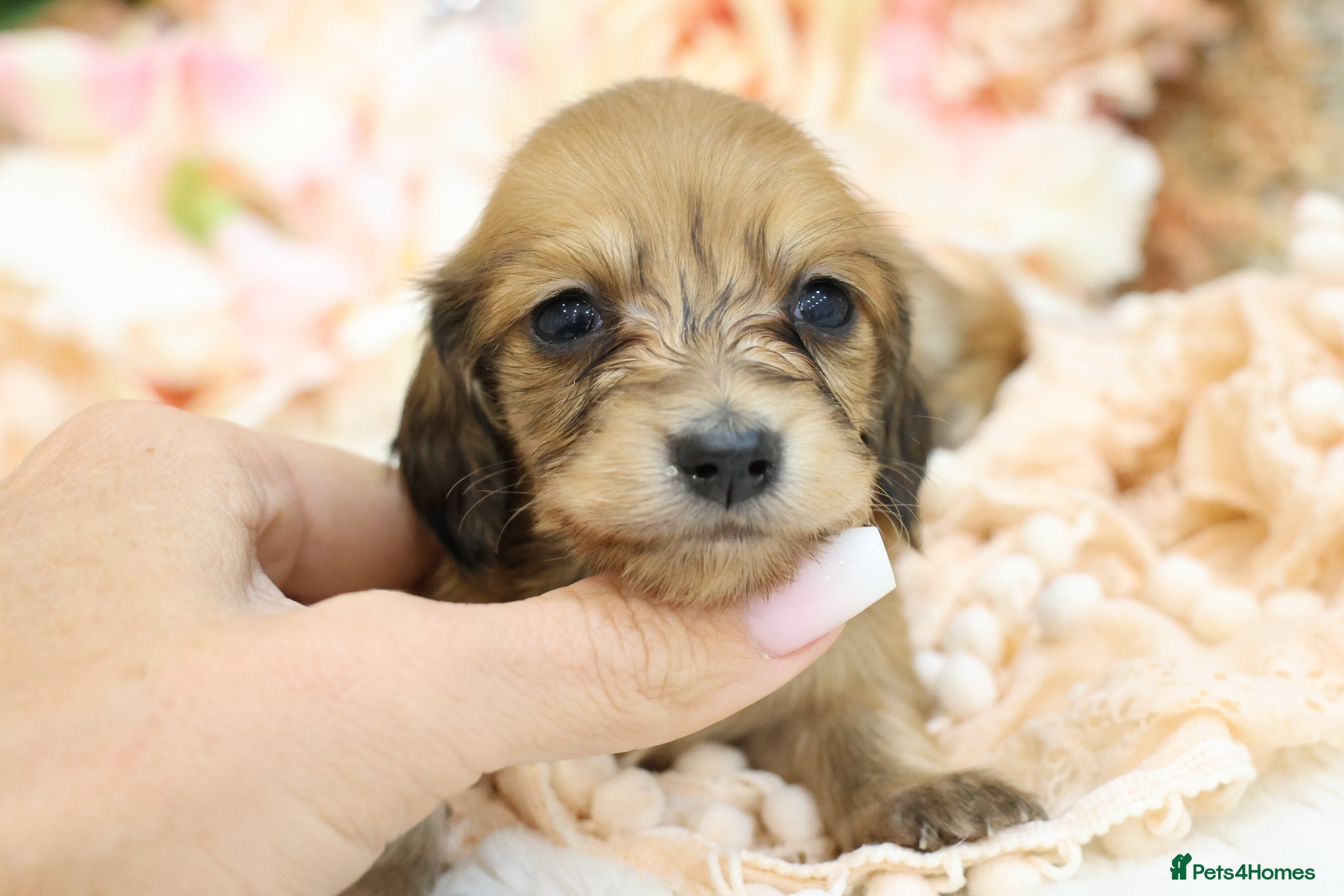 Miniature Dachshund dogs KC Longhair Miniature Dachshund Puppies - Advert 12