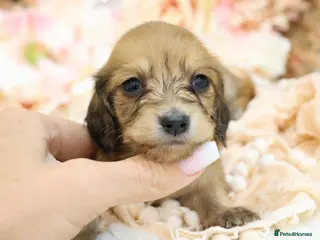 Miniature Dachshund dogs KC Longhair Miniature Dachshund Puppies - Advert 12