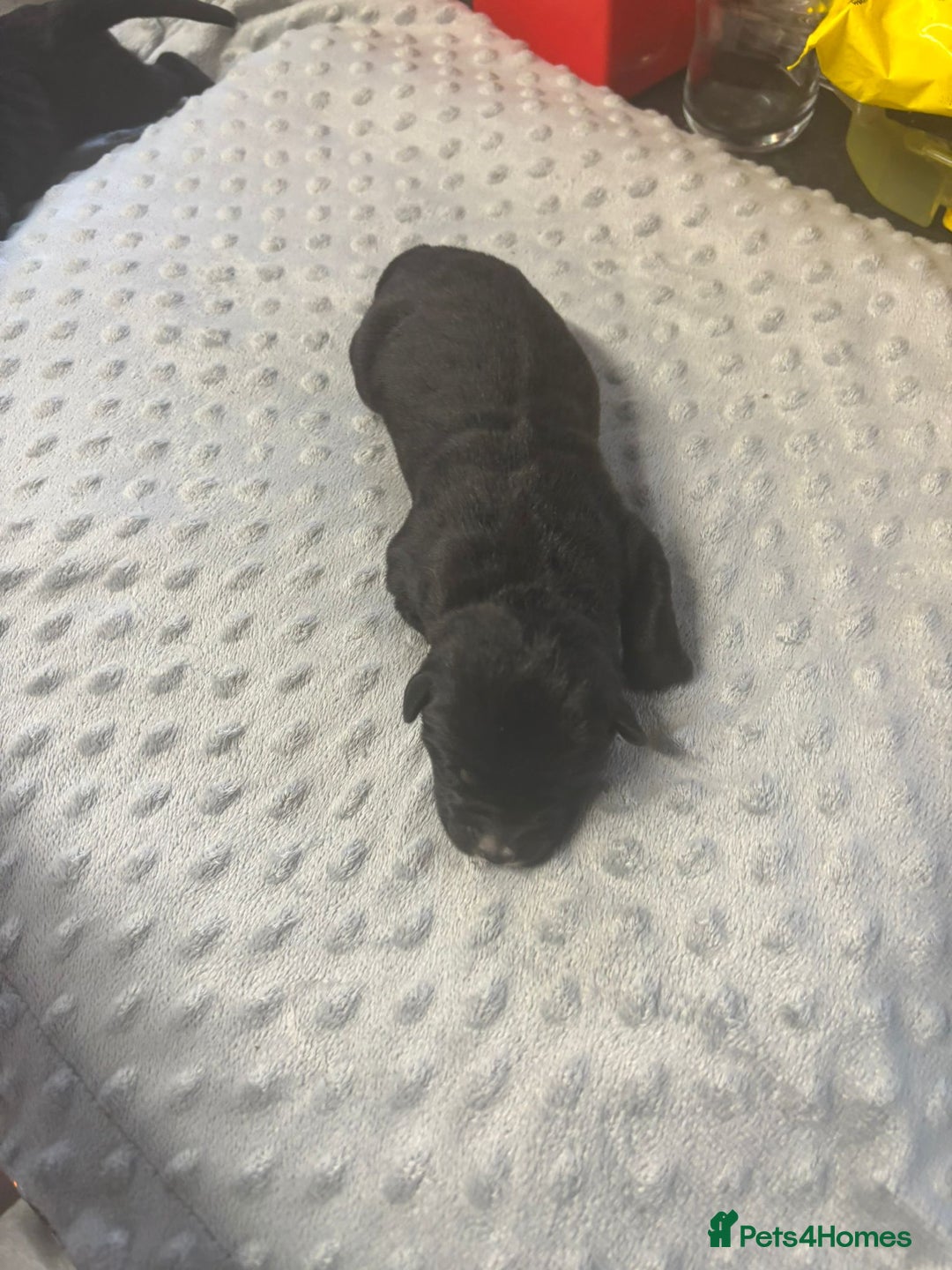 Mixed Breed dogs for sale: Huge American akita x cane corso pups - Image 9