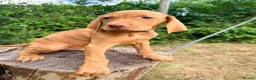 Hungarian Vizsla dogs for sale: KC Reg Hungarian Vizsla pups Hip/Elbow DNA Tested - Advert 8