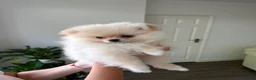 Pomeranian dogs for sale: ❤️Stunning Teddy  Bear Pomeranian girls ❤️ - Advert 3