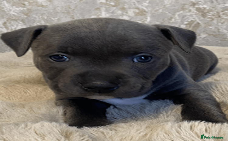 Staffordshire Bull Terrier dogs - Advert 4