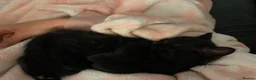 Mixed Breed cats for sale: RESERVED  - Advert 7