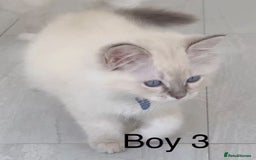 Ragdoll cats for sale: Ragdoll kittens for sale - Image 7