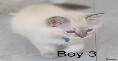 Ragdoll cats - Advert 14