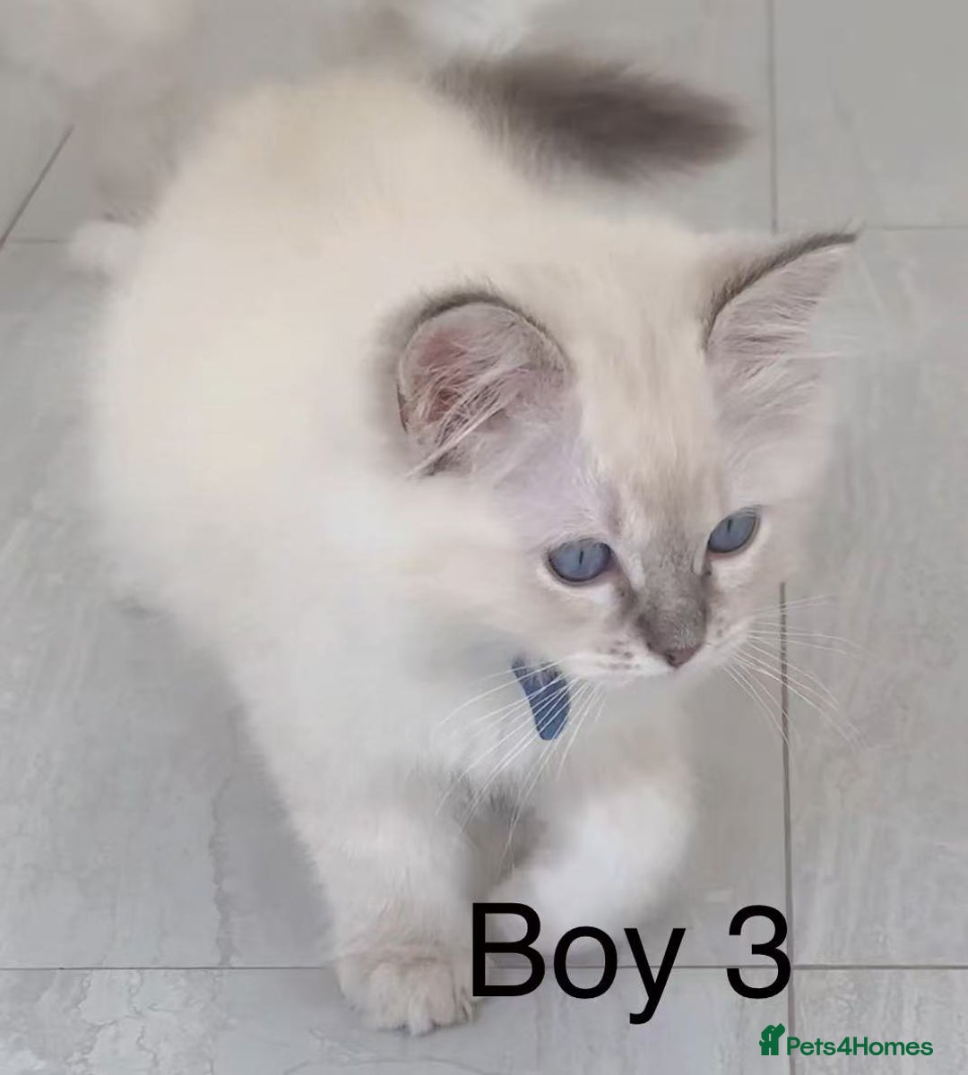 Ragdoll cats for sale: Ragdoll kittens for sale - Image 7