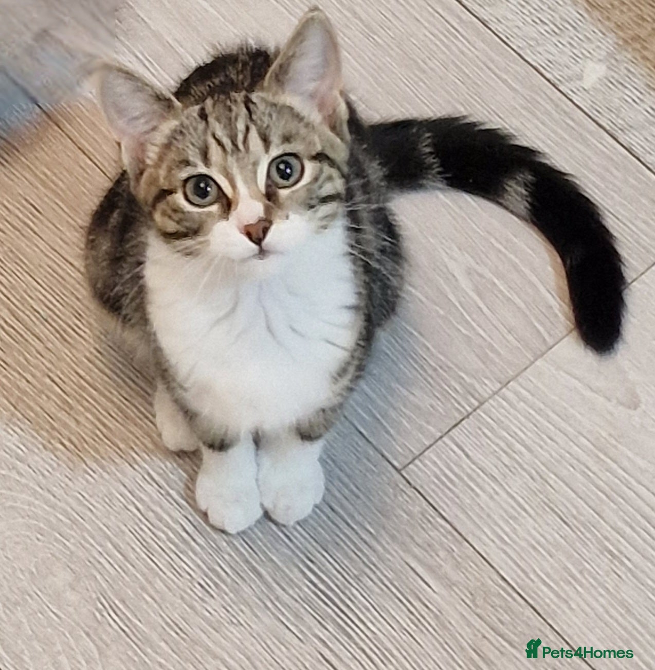 Maine Coon cats Girl Kitten 14 Weeks Old - Advert 1