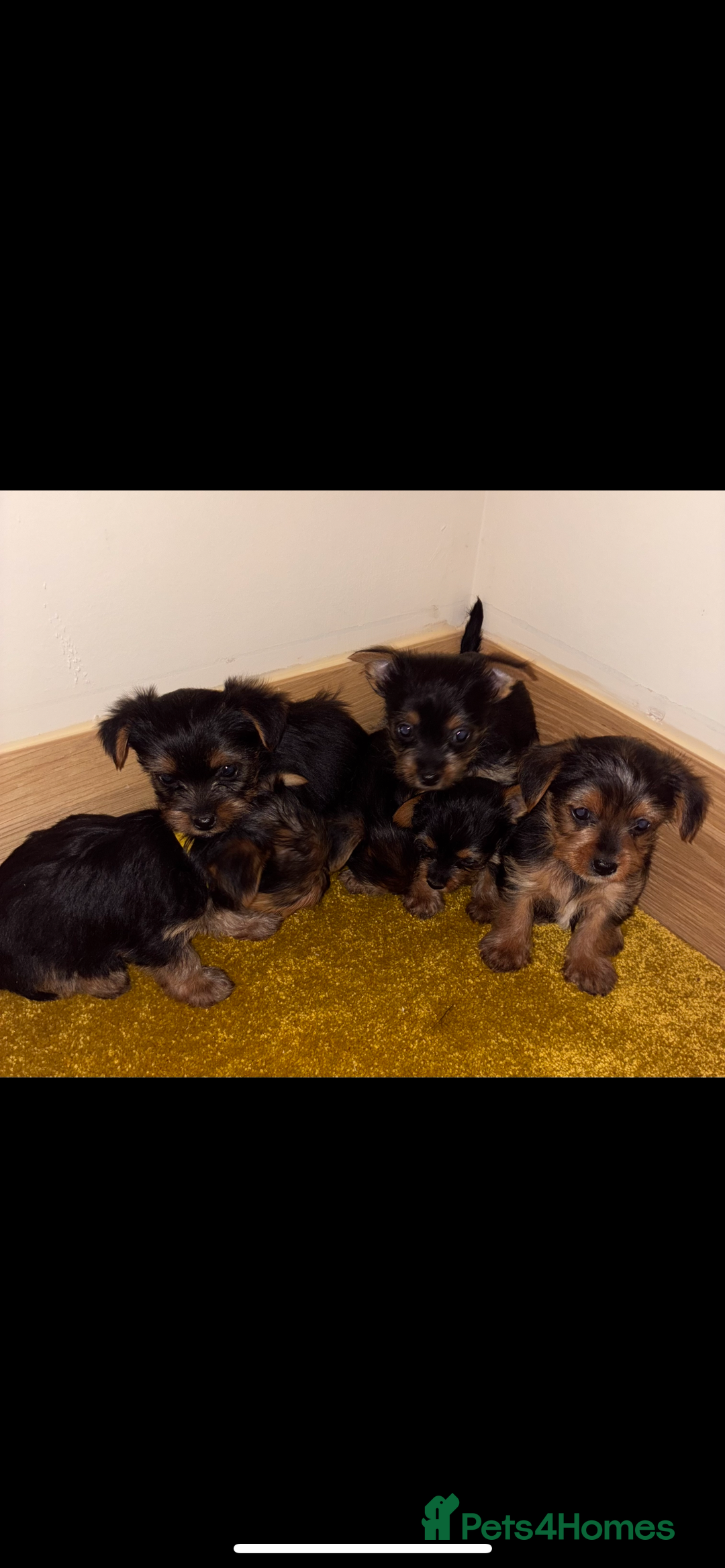 Yorkshire Terrier dogs for sale: Yorkshire Terrier puppies for sale  - Advert 10