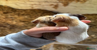 Guinea Pig rodents - Advert 2