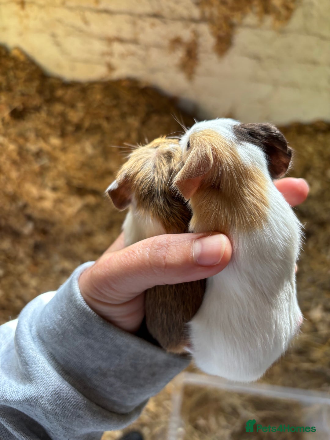 Guinea Pig rodents for sale: Baby Boy Guinea Pigs - Image 2