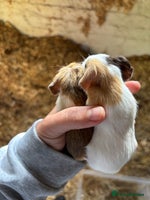 Guinea Pig rodents - Advert 5