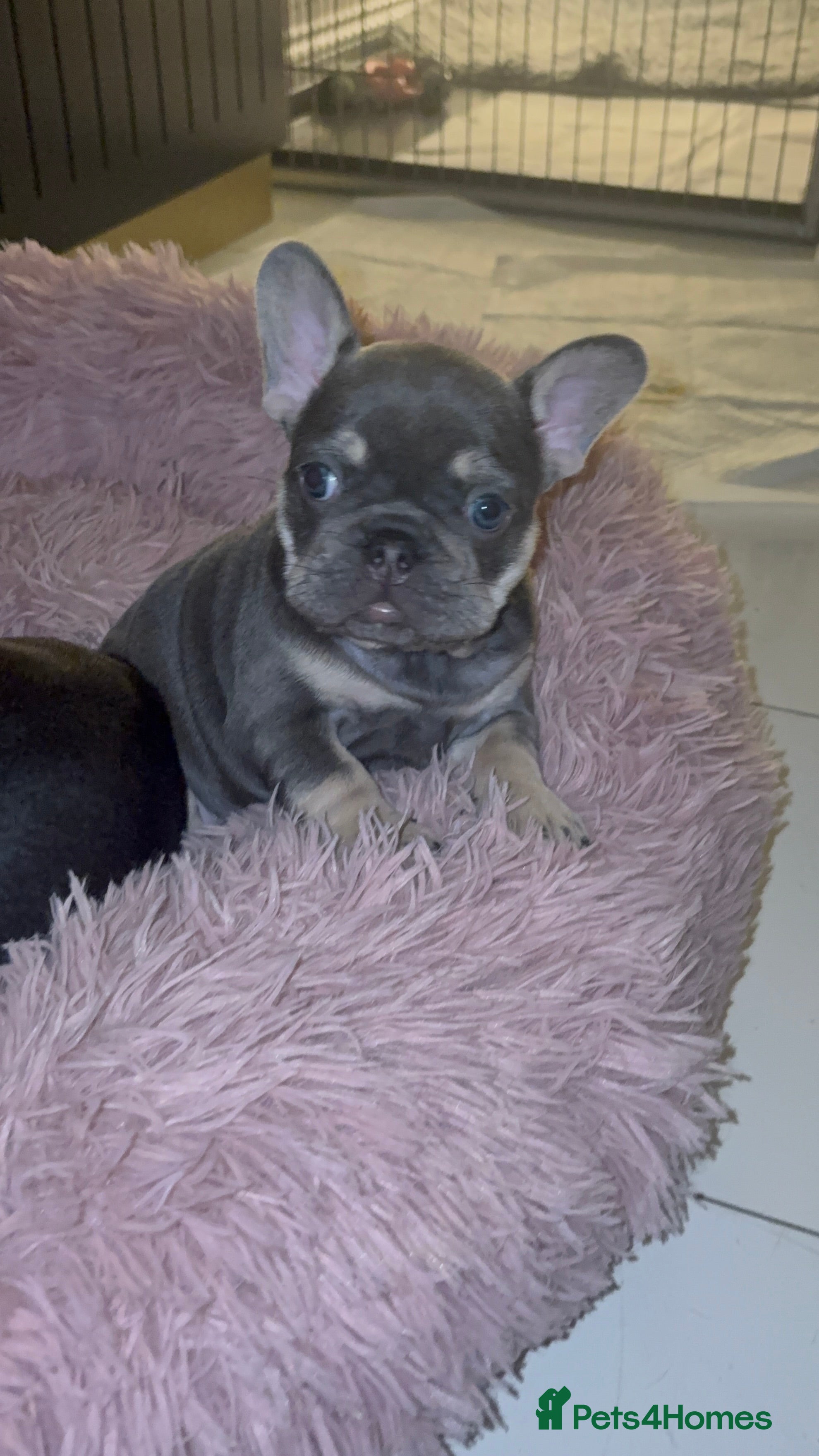 French Bulldog dogs French bulldog pups (dwkc registered)  - Advert 12