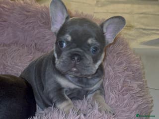 French Bulldog dogs French bulldog pups (dwkc registered) - Advert 12