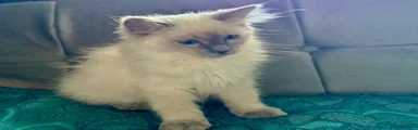 Ragdoll 2