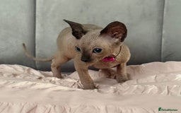 Sphynx cats for sale: Stunning Female Seal Point Canadian Sphynx Kitten - Image 5