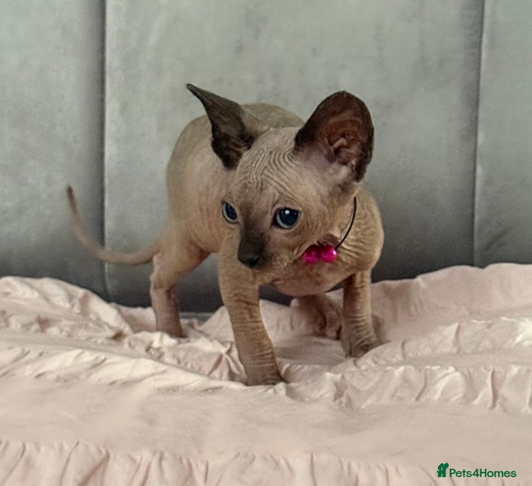 Sphynx cats for sale: Stunning Female Seal Point Canadian Sphynx Kitten - Image 5