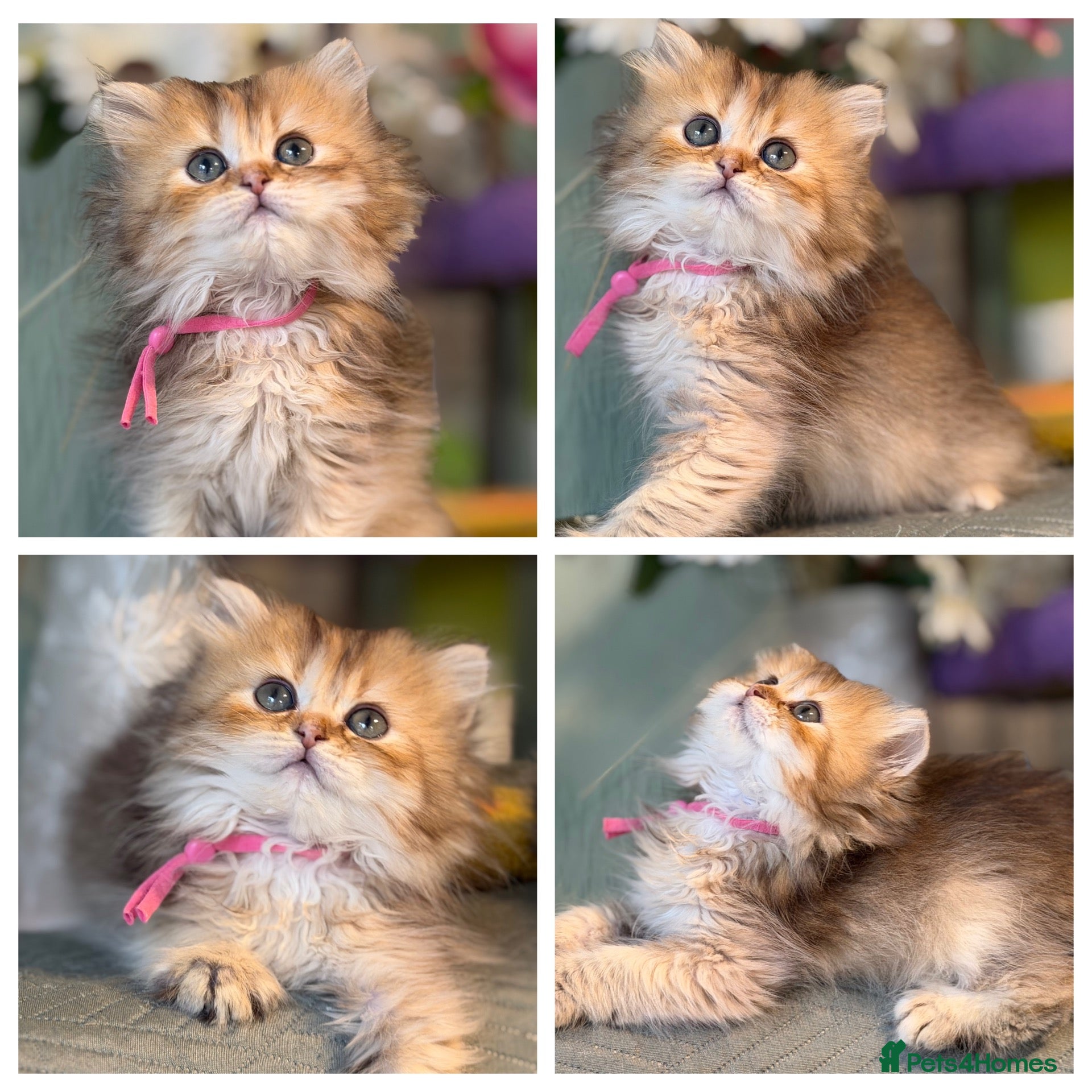 British Shorthair cats British sh/longhair odd/blue eyed golden kittens - Advert 14