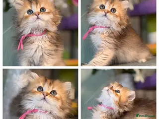 British Shorthair cats British sh/longhair odd/blue eyed golden kittens - Advert 14