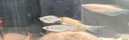 Other/Mixed Breed fish for sale: Various fish for sale  in Northolt - Advert 3