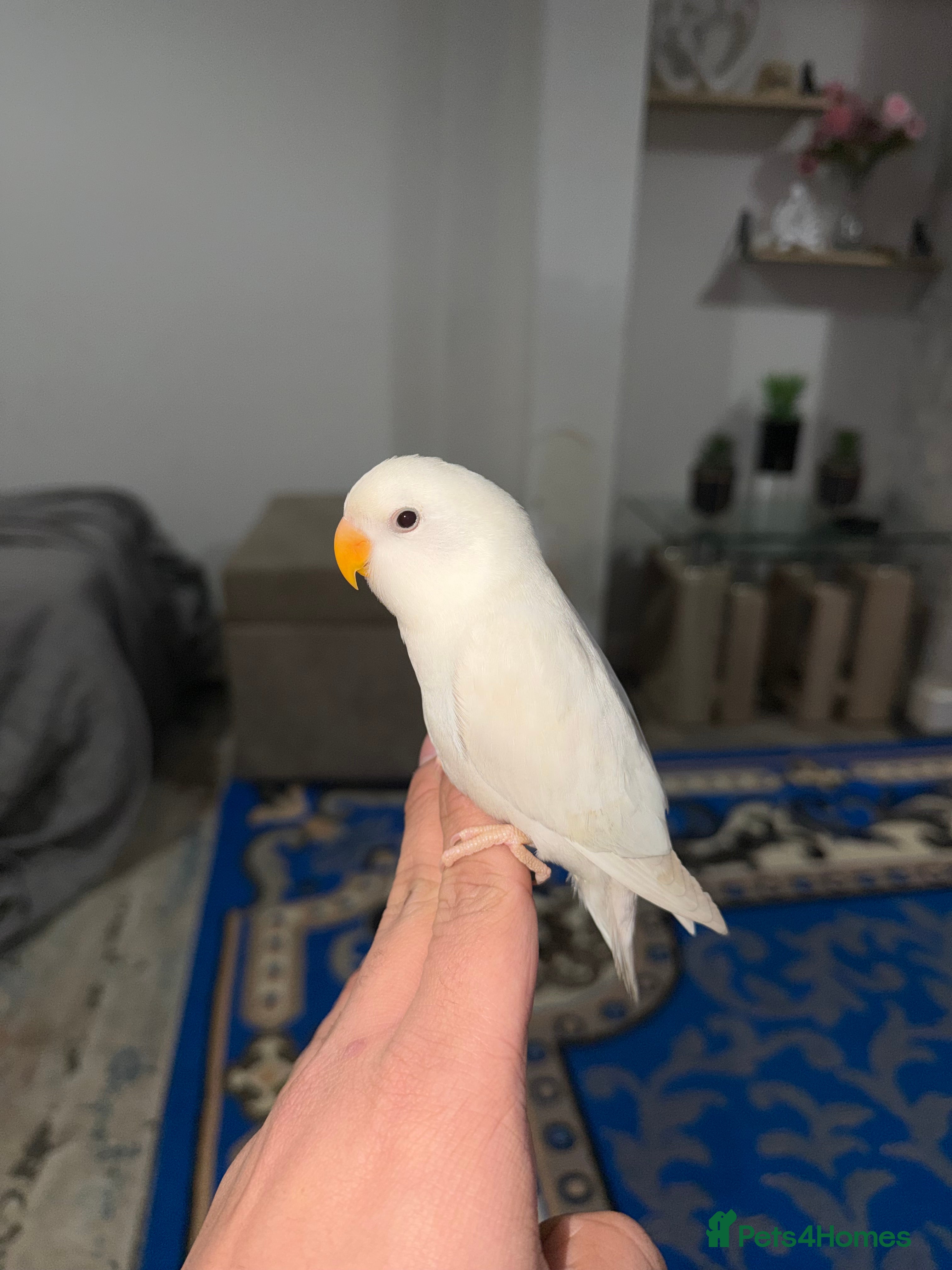 Lovebirds birds Baby lovebird - Advert 3