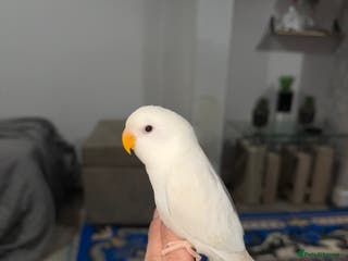 Lovebirds birds Baby lovebird - Advert 1