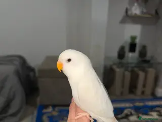 Lovebirds birds Baby lovebird - Advert 5