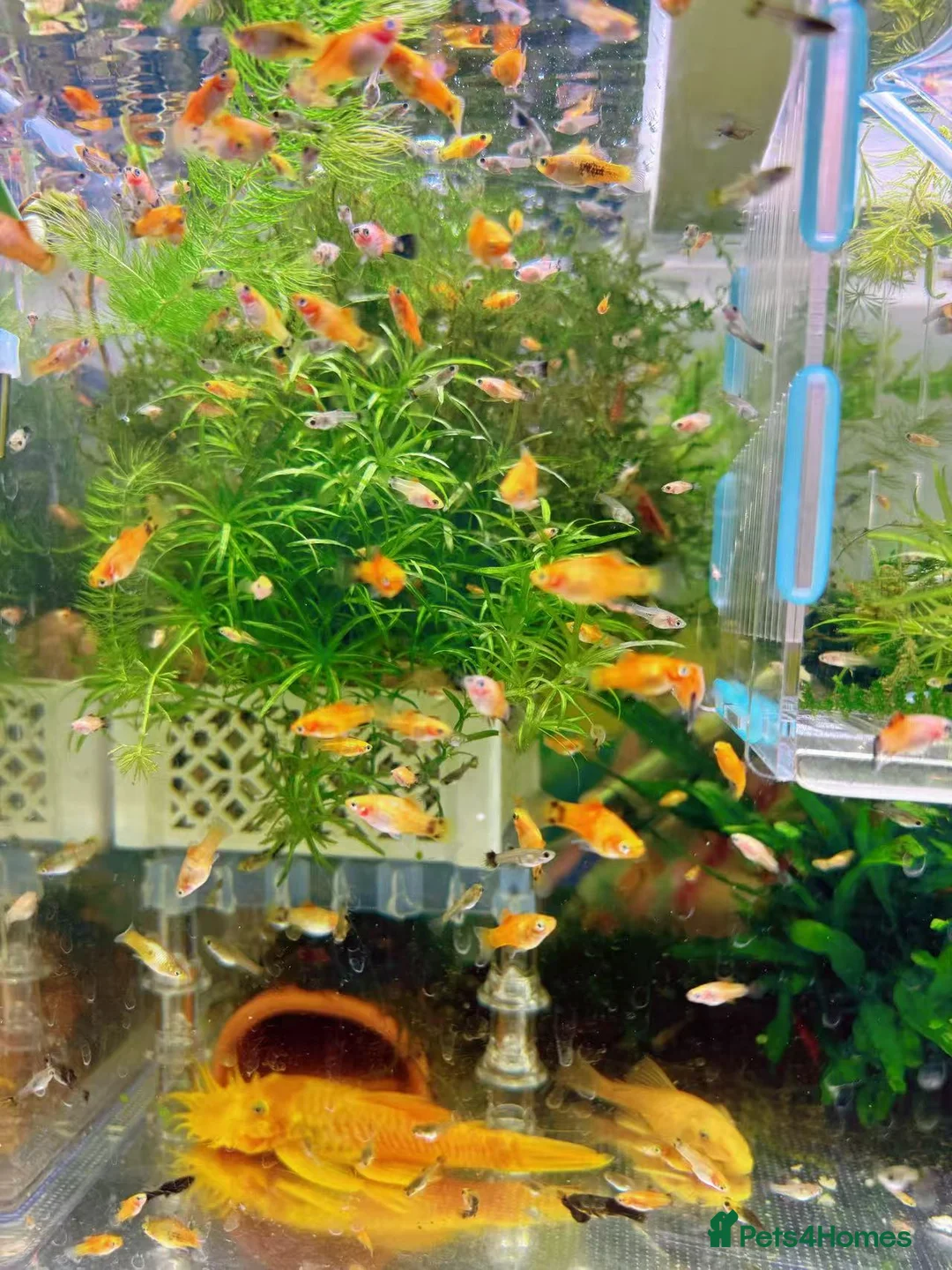 Plecos fish for sale: Beautiful small Platy, Guppy Molly &Pleco-HobbyTK  - Advert 1