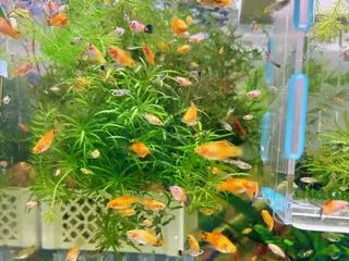 Plecos fish Beautiful small Platy, Guppy Molly &Pleco-HobbyTK - Advert 23
