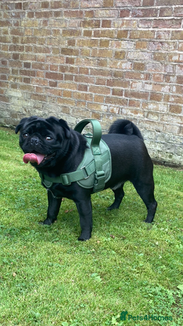 Pug dogs KC STUD - Advert 1