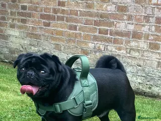 Pug dogs KC STUD - Advert 6