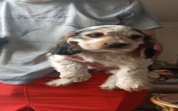 Cocker Spaniel dogs for sale: Only 1 boy left READY TO GO show Cockers  - Image 6