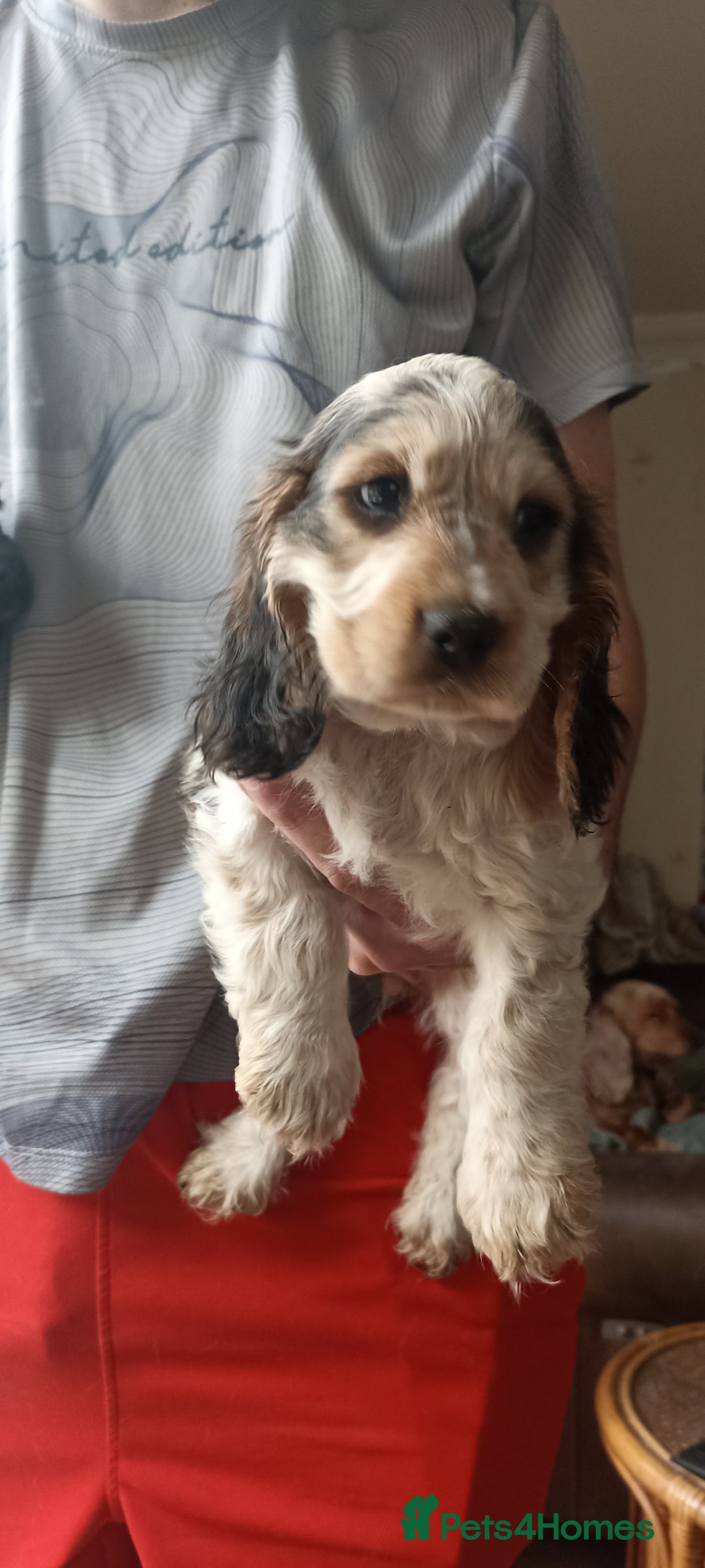 Cocker Spaniel dogs for sale: Only 1 boy left READY TO GO show Cockers  - Image 6