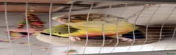 Conures birds for sale: Cinnamon Conure for Sale – 3 Years Old in Ilford - Advert 1