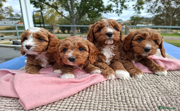 Cavapoo dogs - Advert 2