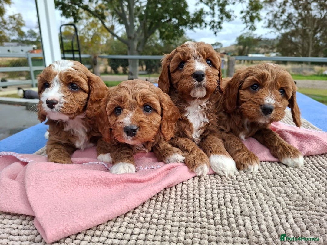Cavapoo dogs for sale: Beautiful Toy Cavapoo Puppies for sale - Image 1