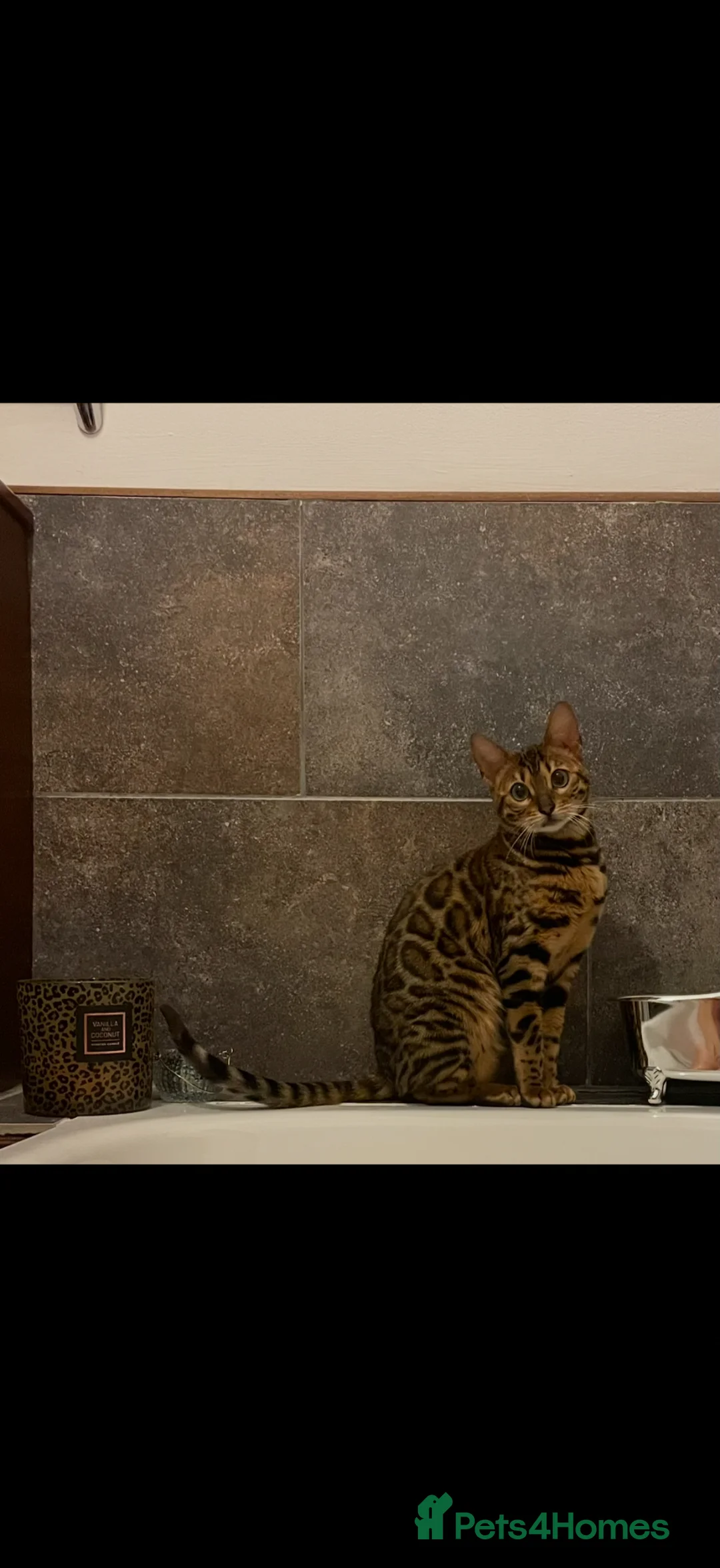 Bengal cats for sale: Beautiful Bengal female  - Advert 2