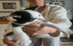 Maine Coon cats for sale: Half maine coon kittens - Image 4
