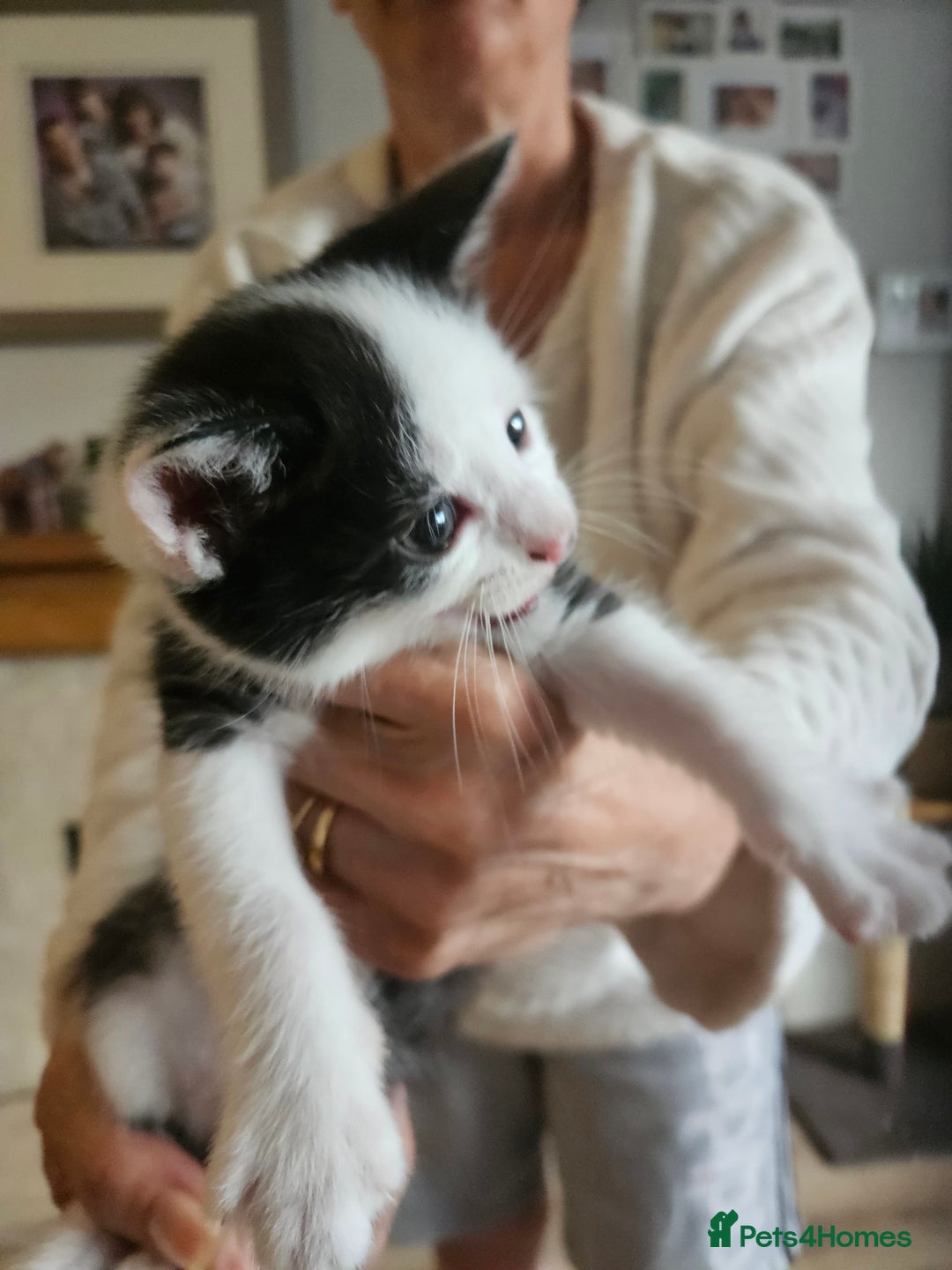 Maine Coon cats for sale: Half maine coon kittens - Image 4