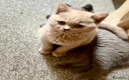 British Shorthair cats for sale: 5 generations pedigree British Shorthair Kittens - Image 10
