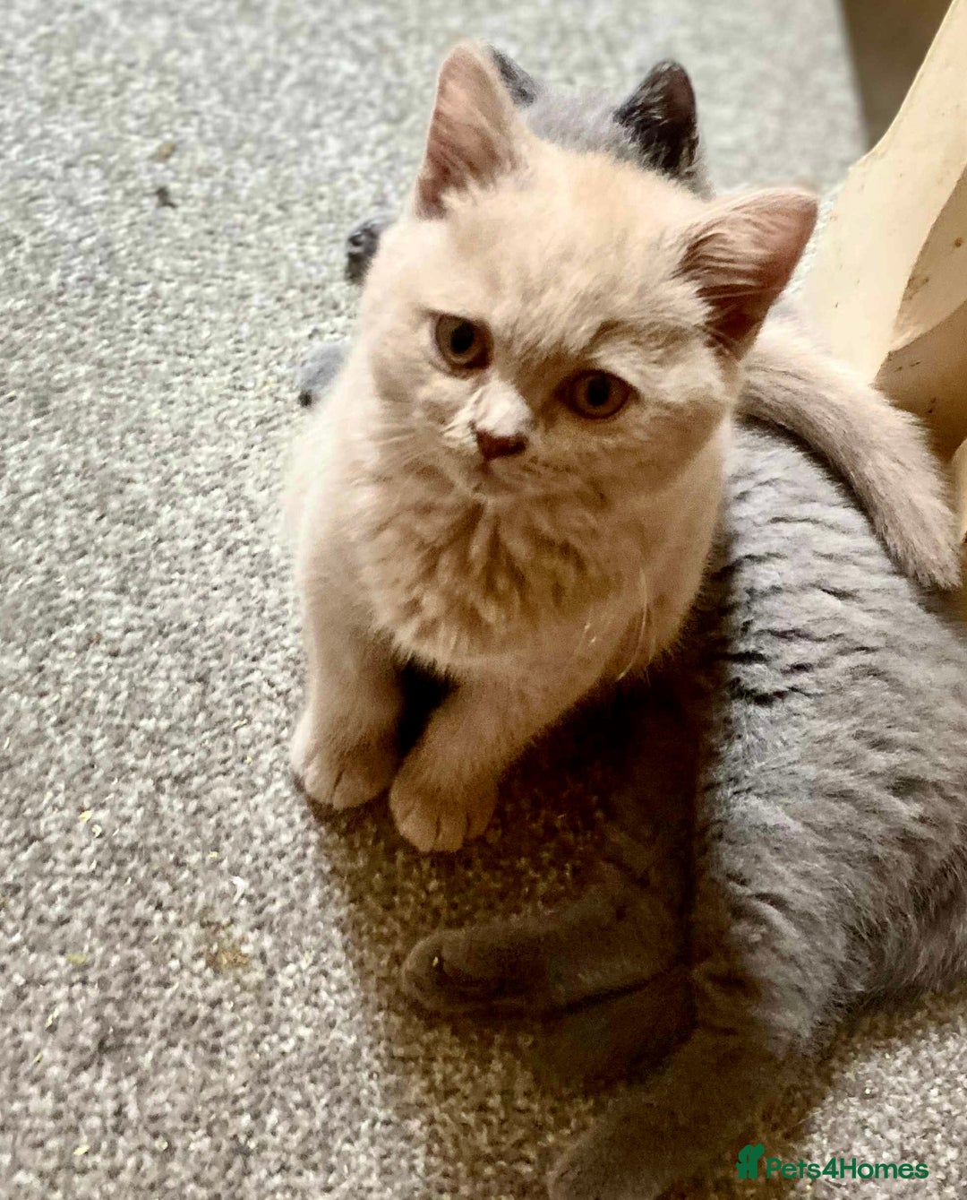 British Shorthair cats for sale: 5 generations pedigree British Shorthair Kittens - Image 10