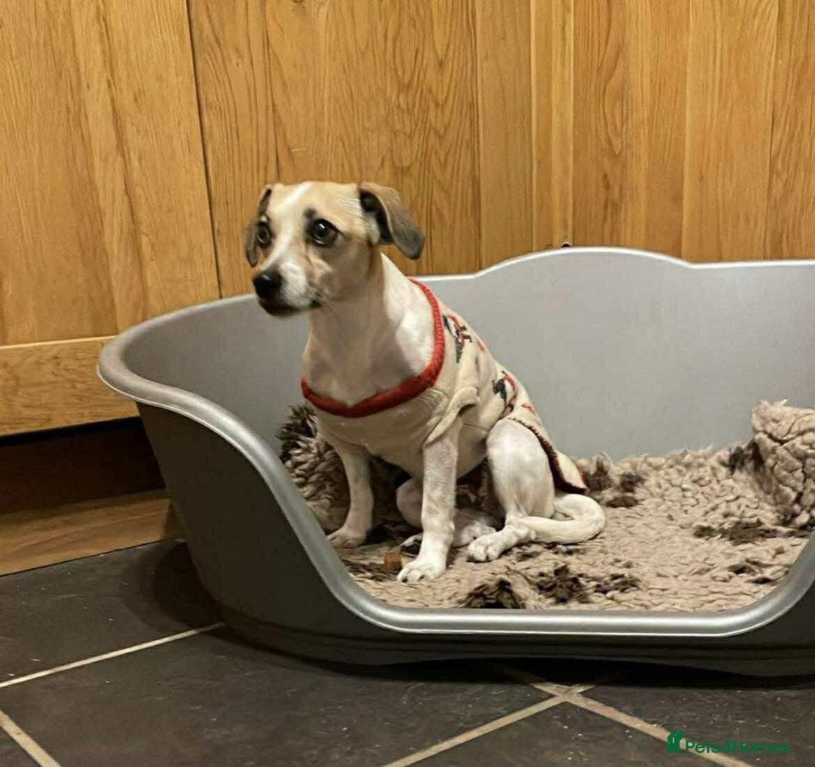 Mixed Breed dogs Suki needs a loving home  - Advert 2