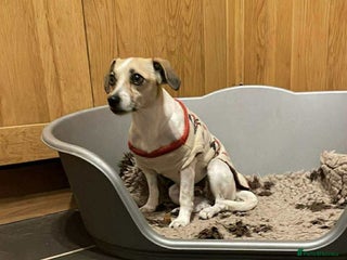 Mixed Breed dogs Suki needs a loving home - Advert 1