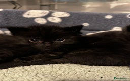 Domestic Shorthair cats for sale: Black kittens - Image 2