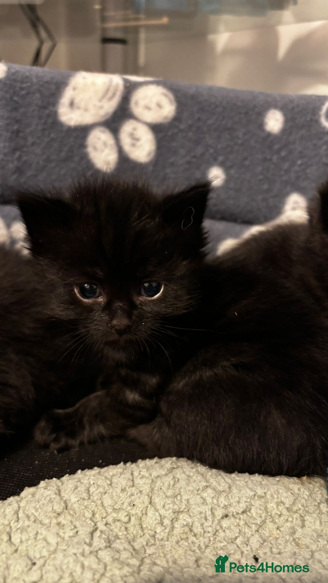 Domestic Shorthair cats for sale: Black kittens - Image 2