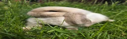 Mini Lop rabbits for sale: 🐰 Adorable Purebred Mini Lop Girl 💕 - Advert 3