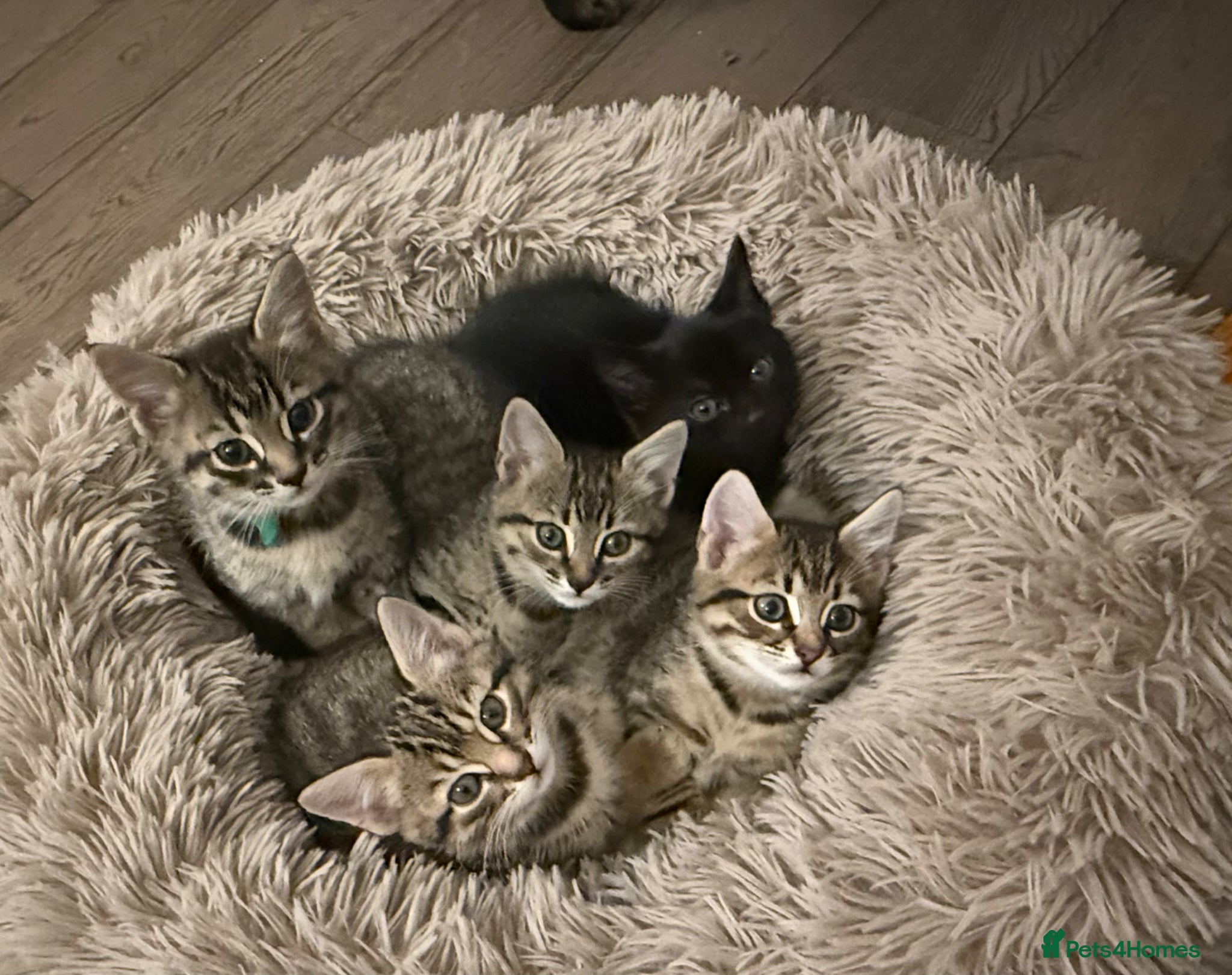 Mixed Breed cats 3 Gorgeous Tabby Boys available - Advert 17