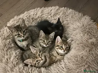 Mixed Breed cats 3 Gorgeous Tabby Boys available - Advert 17