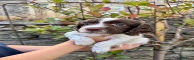 English Springer Spaniel 3