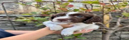 English Springer Spaniel dogs for sale: Liver & White English Springer Spaniel Puppies in Delabole - Advert 6