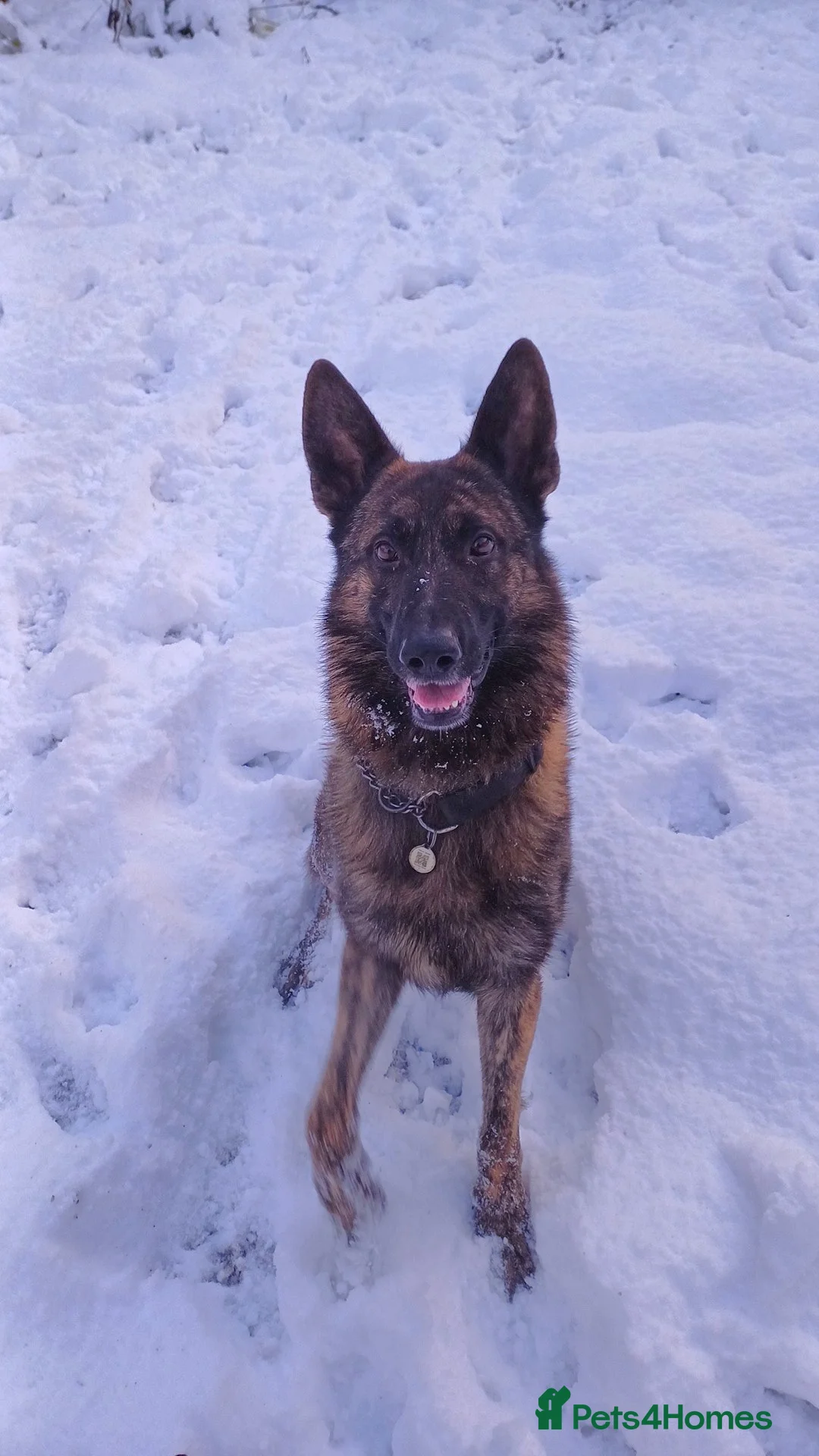 Mixed Breed dogs for sale: Shepherd Cross - Advert 4